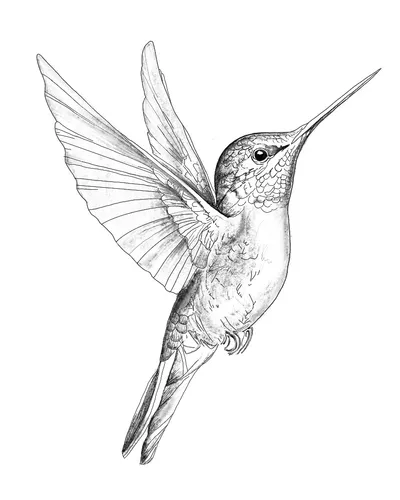Hummingbird Tattoo